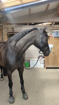 PRE- Wallach 13 Jahre