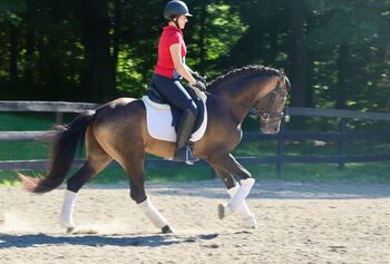 PRE-Wallach mit Charme und solider Ausbildung