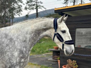 PRE Wallach mit Top Charakter, ISPA - Iberische Sportpferde Agentur (ISPA - Iberische Sportpferde Agentur), Horses For Sale, Bedburg