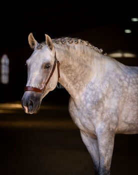 PRE Schimmel Abaquio  /  full papers, Post-Your-Horse.com (Caballoria S.L.), Horses For Sale, Rafelguaraf