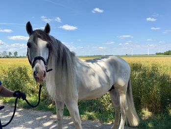 PRE Schimmel Hengst -Märchenprinz im besten Alter, Petra Josume, Horses For Sale, Strasshof 