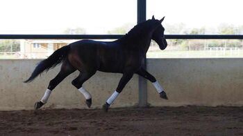 PRE Schoolmaster, ISPA - Iberische Sportpferde Agentur (ISPA - Iberische Sportpferde Agentur), Pferd kaufen, Bedburg