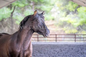 PRE Smokey Black Escalera / full papers, Post-Your-Horse.com (Caballoria S.L.), Konie na sprzedaż, Rafelguaraf