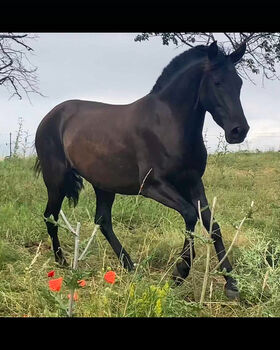 PRE Spanier Stute Traum in schwarz, Arlt, Horses For Sale, Ballenstedt 