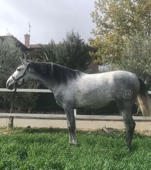 PRE Hengst, Traumpferd PRE  (Traumpferd PRE ), Horses For Sale, Friesenhagen 