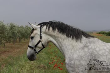 PRe Stute - 2021 - ca. 1.68 m - angeritten - direkt vom Züchter