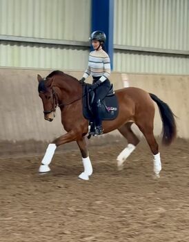 PRE-Stute, Kartäuser, Andalusier mit Traumcharakter, Carolin Nesarajah, Horses For Sale, Bexbach