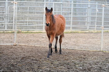 PRE Stut Fohlen mit ANCCE Papier.