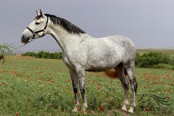PRe Stute - 2021 - ca. 1.68 m - angeritten - direkt vom Züchter, Thomas Adams (Caballos PRE), Pferd kaufen, Bell