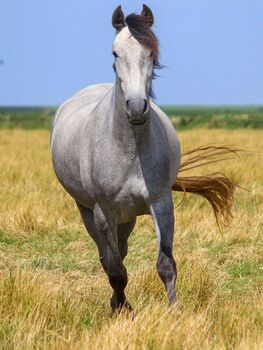 PRE Stute in Deutschland geboren, ISPA - Iberische Sportpferde Agentur (ISPA - Iberische Sportpferde Agentur), Pferd kaufen, Bedburg