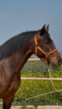 PRE Stute direkt vom Züchter - ca. 1.64 m, Thomas Adams (Caballos PRE), Pferd kaufen, Bell