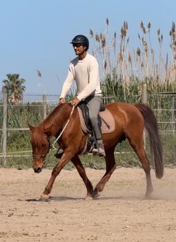 PRE Stute Gekört ca. 1.54/55 cm super brav, Thomas Adams (Caballos PRE), Pferd kaufen, Bell