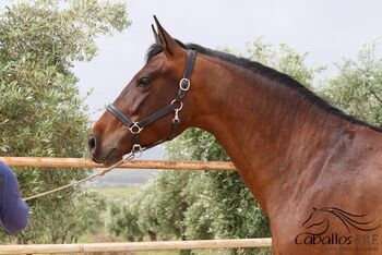 PRE Stute - kennt Sattel & Trense - direkt vom Züchter, Thomas Adams (Caballos PRE), Pferd kaufen, Bell