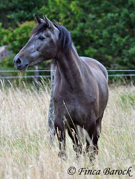 PRE, Stute, Schimmel, 162 cm, 5 Jahre, angeritten, Alex, Pferd kaufen, wiebelsheim