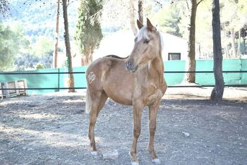PRE Stutfohlen 2 Jahre Palomino, Yeguada Trébol, Pferd kaufen, Alcoy
