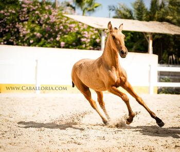 PRE Stutfohlen Educado Cartujano Buckskin, Post-Your-Horse.com (Caballoria S.L.), Pferd kaufen, Rafelguaraf