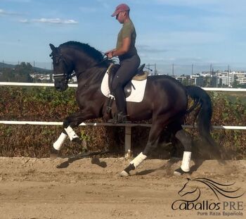 PRE Rappstute - 7 jährig - ca. 1.63 m - sehr gut geritten, Thomas Adams (Caballos PRE), Horses For Sale, Bell