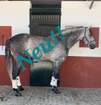 PRE zum Losreiten im Dressursport, ISPA - Iberische Sportpferde Agentur (ISPA - Iberische Sportpferde Agentur), Horses For Sale, Bedburg