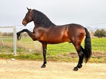 PRE Valero 8 Jahre / 174cm, Post-Your-Horse.com (Caballoria S.L.), Pferd kaufen, Rafelguaraf