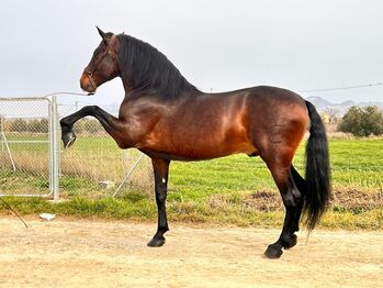 PRE Valero 8 Jahre / 174cm, Post-Your-Horse.com (Caballoria S.L.), Konie na sprzedaż, Rafelguaraf