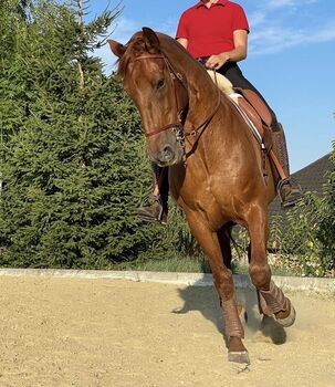 Feuerfarbener PRE sucht neues Zuhause