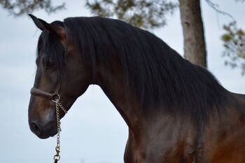 PRE Wallach liebevoll angeritten & groß, Post-Your-Horse.com (Caballoria S.L.), Horses For Sale, Rafelguaraf