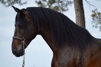 PRE Wallach liebevoll angeritten & groß, Post-Your-Horse.com (Caballoria S.L.), Konie na sprzedaż, Rafelguaraf