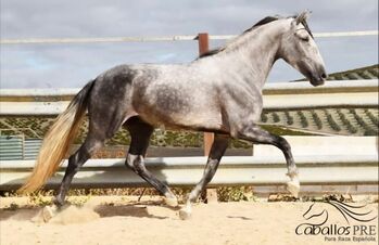 PRE Wallach mit tollen GGA - 5 Jahre alt - ca. 1.60 m, Thomas Adams (Caballos PRE), Pferd kaufen, Bell