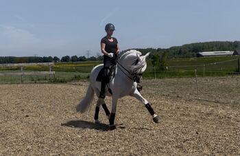 PRE gelding for sale