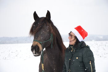 PRE x Berber, Judith Eder, Horses For Sale, Kottingauerbach