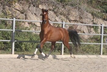 PRE Zorro 6 jahre / 170cm Basis geritten, Post-Your-Horse.com (Caballoria S.L.), Konie na sprzedaż, Rafelguaraf