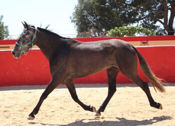 PRE Zuchtstute mit sehr schönen Bewegungen, ISPA - Iberische Sportpferde Agentur (ISPA - Iberische Sportpferde Agentur), Pferd kaufen, Bedburg