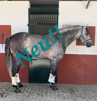 PRE zum Losreiten im Dressursport, ISPA - Iberische Sportpferde Agentur (ISPA - Iberische Sportpferde Agentur), Pferd kaufen, Bedburg