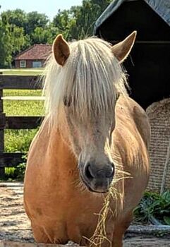 Tragende Stute für die Zucht und erfahrene Freizeitreiter