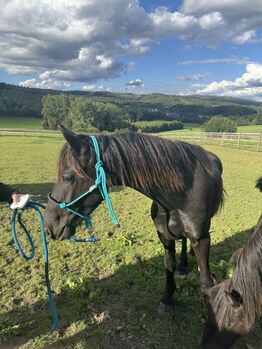 Prämierter Jährling Hengst KFPS