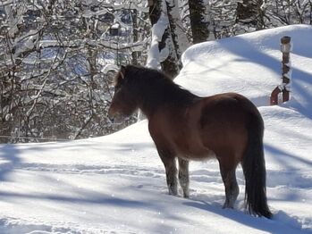 Premium Isländer Wallach 5 Gänge, Stella, Horses For Sale, Kitzbühel 