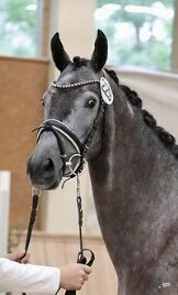 Prämienstute Trakehnerstute