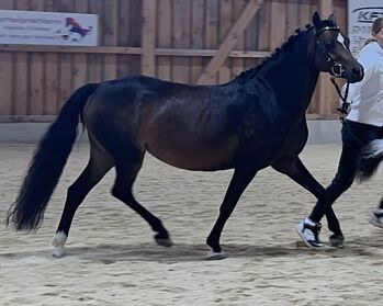 Prämienstute, Busterhojer, Horses For Sale, Neureichenau