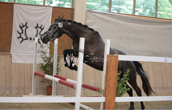 Prämienstute Trakehnerstute, Barbara , Horses For Sale, St. Michael 