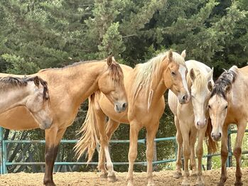 PRE‘s zu verkaufen, Mike Rösler Wolff, Horses For Sale, Mettlen 