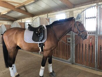 Prestige Dressursattel, Prestige  Appaloosa Italy Top Dressage , Kim , Dressage Saddle, Rülzheim