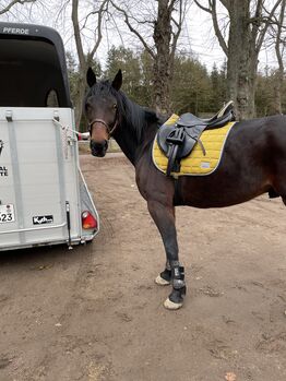 Sattel von Prestige zu verkaufen, Prestige  Venezia, Laura Andersen, All Purpose Saddle, Groß Schenkenberg