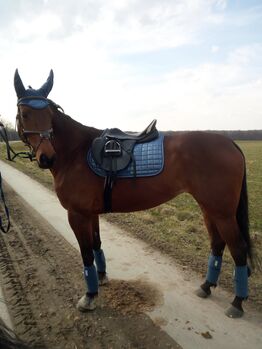 Sattel Prestige Venezia, Prestige  Venezia , Monique , All Purpose Saddle, Frohburg 