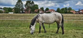 Hübsche 7jährige Stute zu verkaufen, Annette, Horses For Sale, Neustadt