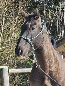 Hübscher 8-jähriger Cruzado Wallach zu verkaufen