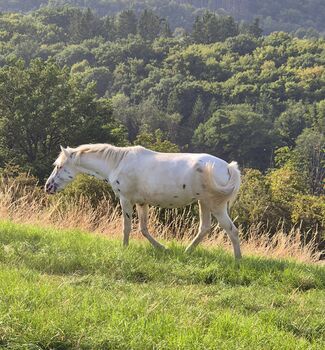 Hübsche Appaloosa-Stute
