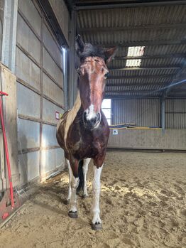 hübsche Braunscheck-Stute “Bibi”, Ute Stolzenberg, Horses For Sale, Düren