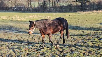 Hübsche Connamara Trabermix Stute, Michèle Haupt, Horses For Sale, Camburg 