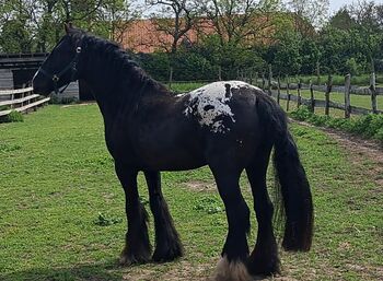 Hübsche Irish Cob Stute Tinker LP Tigerschecke