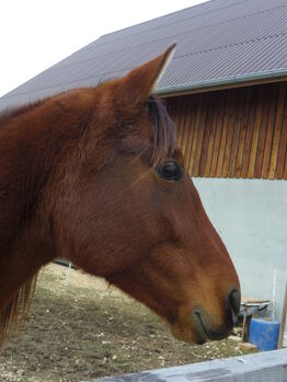 hübsche Stute umständehalber abzugeben, Barbara Masmeier, Horses For Sale, Sierndorf